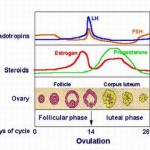 hormones and phases of a menstrual cycle