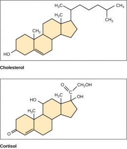 cholesterol and cortisol molecules Figure_03_03_10