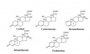 cortisol, natural and synthetic