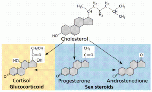 steroids_hormones.gif Progesterone and Cortisol