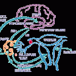 CLICK image to view organs & hormones of menstrual cycleendocrine system